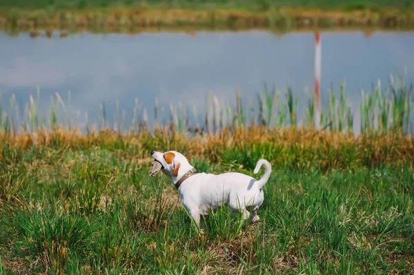 Bir yaz küçük göl yakınlarındaki bir çayırda oynayan sopa ile küçük köpek. — Stok fotoğraf