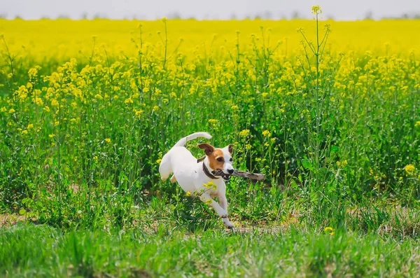 Mignon jack russell terrier avec bâton court vite dans le champ à fleurs jaunes . — Photo