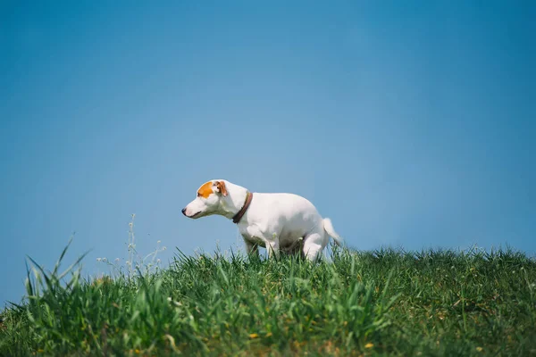 Schattig Jack Russell Terrier hond doen zijn toilet, poepen in gras tegen de achtergrond van de blauwe hemel. — Stockfoto