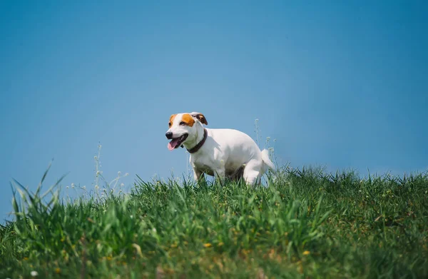 Симпатичный Джек Рассел Терьер собачка делает свой туалет в траве — стоковое фото