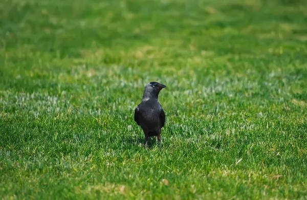 Petite corneille dans l'herbe — Photo