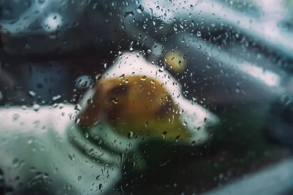 Fiel perro pequeño sentado en un coche en el día lluvioso — Foto de Stock