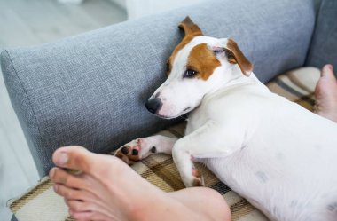 Jack russell terrier evde sahibi bacakları üzerinde uyku