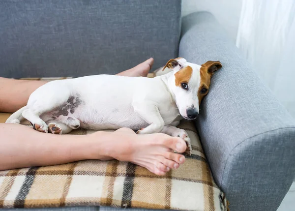 Funny pet lying between the owner's legs in sofa. Comfortable cozy relaxed home atmosphere.