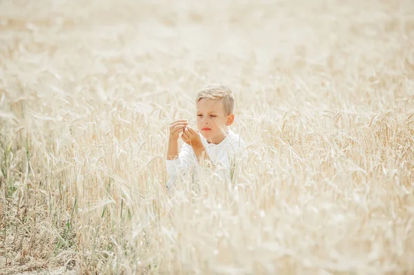 Child dreaming sitting on a wheat field and looking at ear of wheat. — Stock Photo, Image