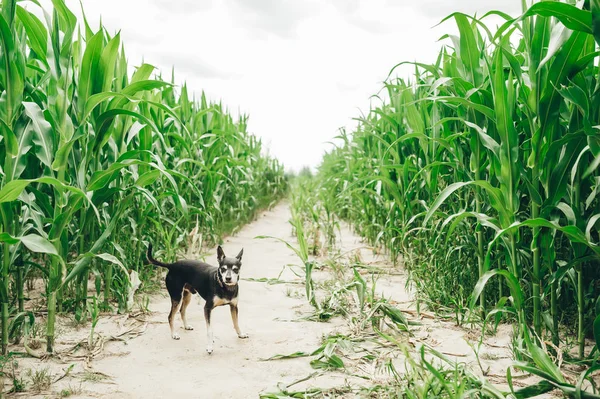 The black dog in corn field