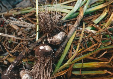 Taze toplanan evde yetiştirilen sarımsaklar hakkında ayrıntılı görünüm.