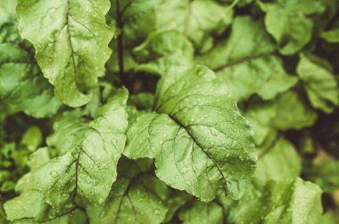 Pancar bahçede çiy ile bırakır. 