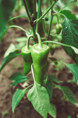 Çiftlikteki iki genç yeşil biberin yakın çekimi. Bulanık arka plan.