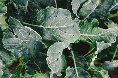 Böcekler tarafından zarar görmüş lahana.