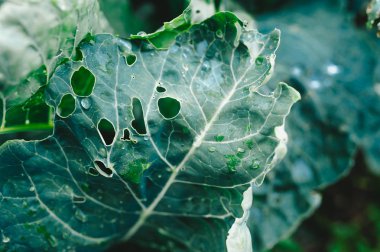 Sabah alanında çiğ içinde lahana fidanları.