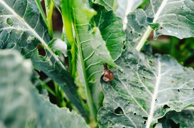 Bahçe salyangoz bahçede lahana üzerinde oturuyor, delikler ile yaprakları, zararlılar tarafından yemiş
