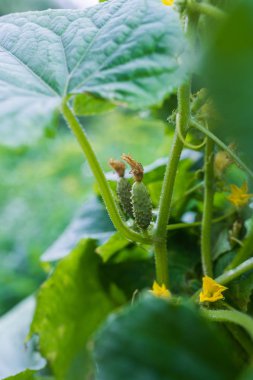 Sarı çiçekler ile genç bitki salatalık çifti. 