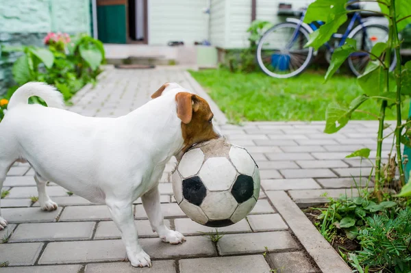 Pies gra w piłkę nożną z Olympic detal drużyna w wiosce. — Zdjęcie stockowe