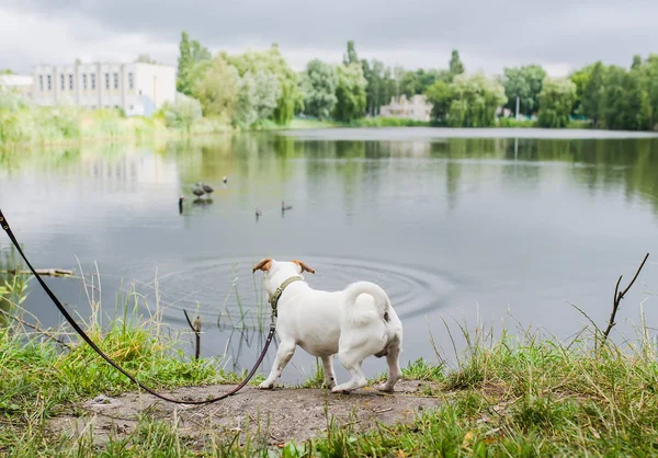 Le chien a remarqué des canards flottants sur le lac . — Photo