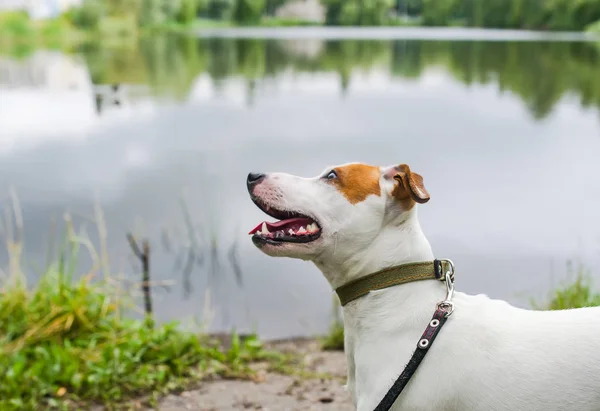 Köpek sahibine bakar ve sinyali bekler. Göle yakın Jack Russel Terrier. — Stok fotoğraf
