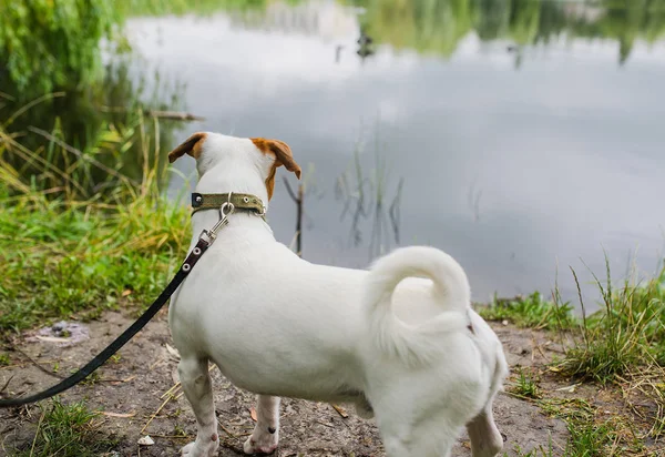 Lindo perro mira el agua. Vista trasera — Foto de Stock