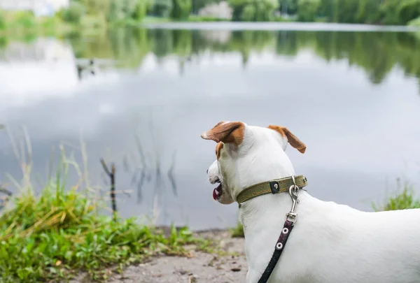 Su üzerinde köpek. Göle yakın Jack Russel Terrier. Arka görünüm — Stok fotoğraf