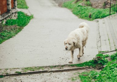 Beyaz ıslak köpek yağmurlu havalarda bir yolda yürüyor