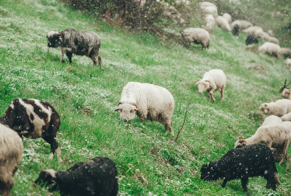 Zwart-wit sheeps grazen op groene berghelling in besneeuwde dag. — Stockfoto