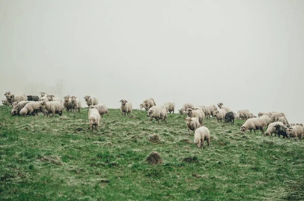 Kudde schapen grazen op groene berghelling in Misty Day. — Stockfoto