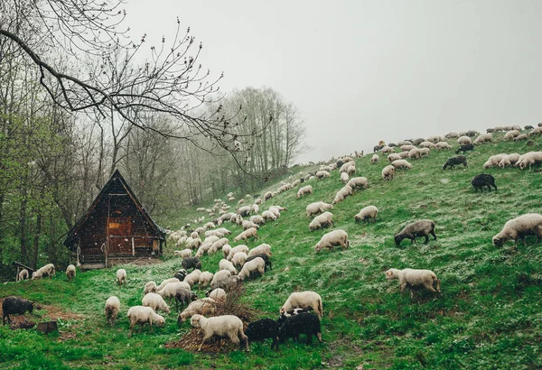Kawanan domba merumput di lereng gunung hijau di hari bersalju. Gubuk gembala di latar belakang. . — Stok Foto