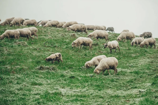 Witte sheeps grazen op groene berghelling in besneeuwde dag. — Stockfoto