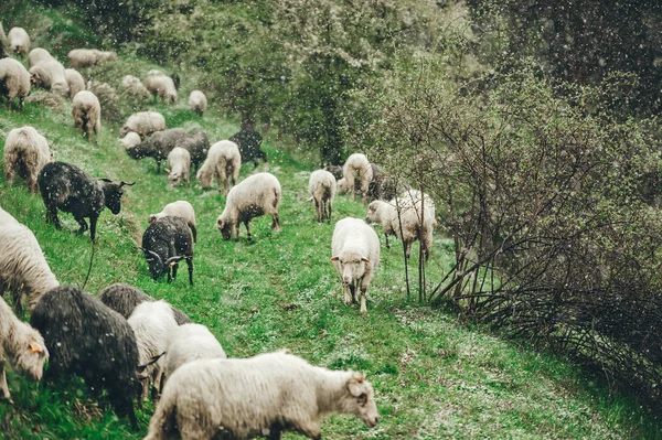 Kudde schapen grazen op een steile gras helling. Slecht weer. Het sneeuwt — Stockfoto