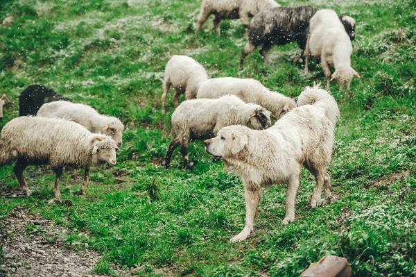 Ovelhas e cães de montanha. As ovelhas pastam na primavera na montanha de declive coberta de neve. Fechar. — Fotografia de Stock