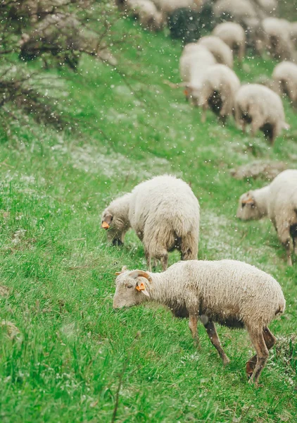 As ovelhas pastam na primavera na montanha de declive coberta de neve. Fecha a porta. Foto vertical — Fotografia de Stock