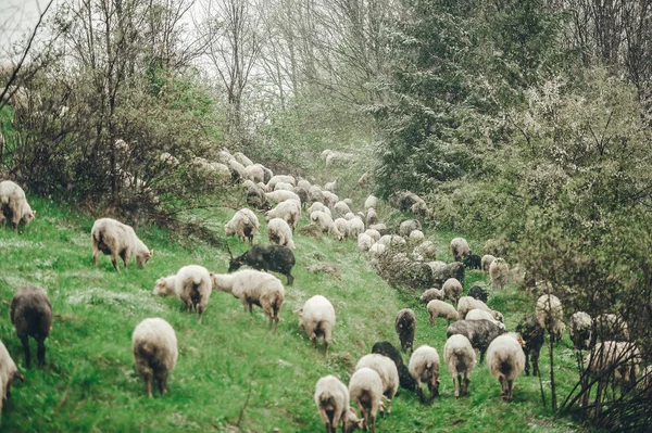 Kudde schapen grazen in de groene sneeuw bedekte velden — Stockfoto