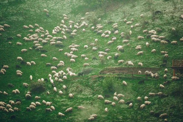 Mandria di pecore in montagne innevate. Vista dall'alto — Foto Stock