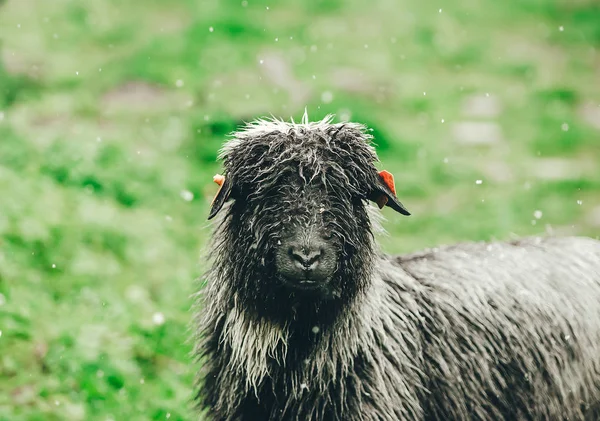 Černá ovce se dívá na zelenou louku. Sněží — Stock fotografie