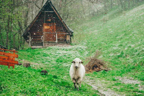 Grappig schaap op de groene bergweide in bewolkte besneeuwde dag met hut op achtergrond. — Stockfoto