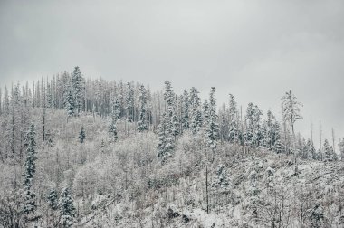 Kış manzarası, karla kaplı Tatra dağları, karla kaplı orman.