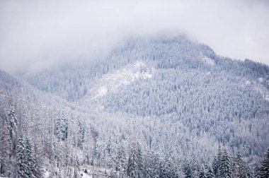 Yoğun karla kaplı iğne yapraklı orman ile Dağları eteklerinde. Kış manzarası.