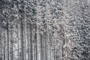 Kışın sık ormanlardaki kar ağaçları..