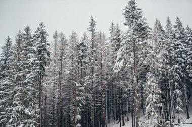 Çam ağaçları ile güzel kış manzarası bir kış kar ile kaplı.