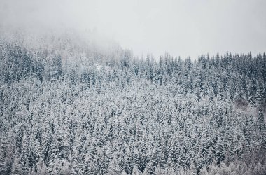 Sisli kış manzarası, karla kaplı Tatra dağları, karla kaplı orman.
