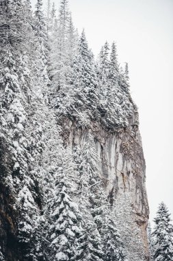 Kış dağlarının dik yamacı. Tatra dağları. Sisli manzara. Polonya.