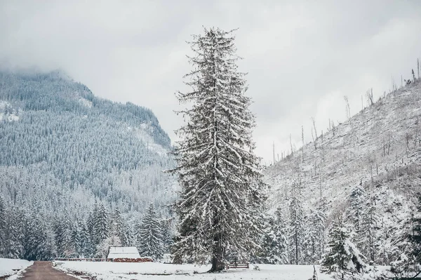 Grote dennenboom bedekt met sneeuw in een koude winterdag in het Tatra-gebergte. Polen — Stockfoto