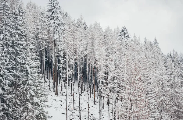 Árvores de abeto alto cobertas de neve na floresta de inverno e fundo céu nublado . — Fotografia de Stock