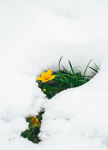 Крокус расцветает в зимний солнечный день. Блестящий белый снежный фон в форме сердца . — стоковое фото