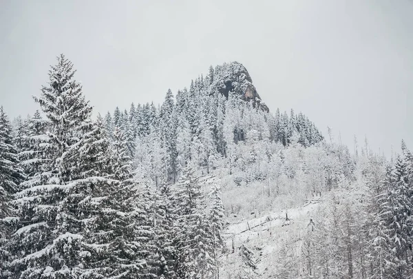 A neve cobriu árvores na floresta de inverno. Paisagem nebulosa de montanhas de inverno. Montes Tatra . — Fotografia de Stock