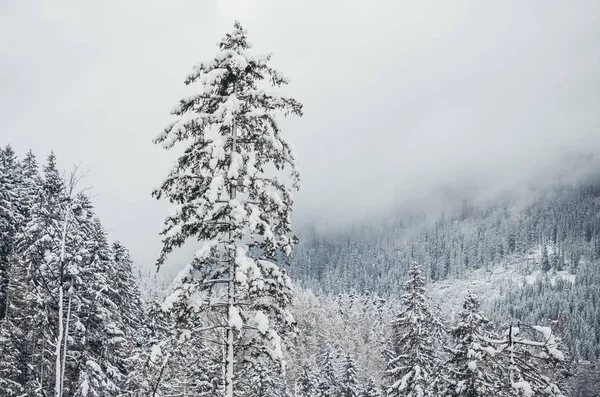 Floresta de inverno coberta de neve e a montanha coberta de neve nebulosa no fundo — Fotografia de Stock