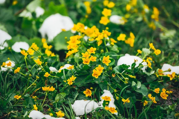 Crocus amarillo fresco en la nieve que se derrite . — Foto de Stock