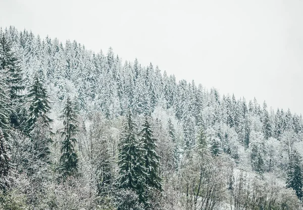 Cenário incrível com árvores em uma encosta e montanhas cobertas de neve. Montes Tatra . — Fotografia de Stock