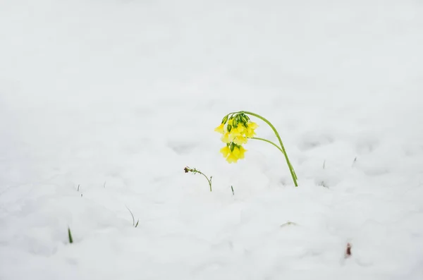 Flor de azafrán amarillo bajo la nieve . —  Fotos de Stock