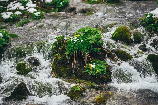 Pequena cascata de água com pedras na floresta de inverno . — Fotografia de Stock