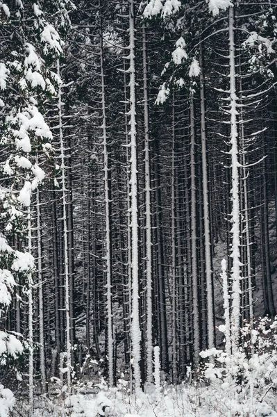 Zimní borový les ve sněhu. Vertikální zobrazení — Stock fotografie